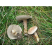Мицелий Масленка серого / Масленок синеющий (Suillus aeruginascens)